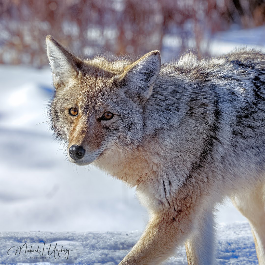Wildlife-coyote Wildlife-coyote
